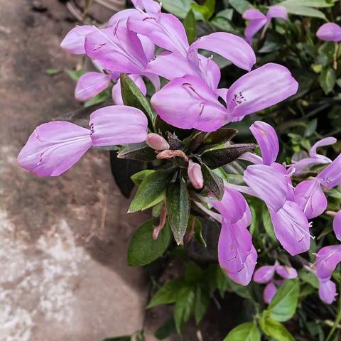 传统美食染色花