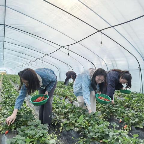 铜山支行开展“三八”妇女节草莓采摘活动