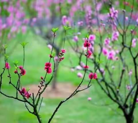 醉美桃花