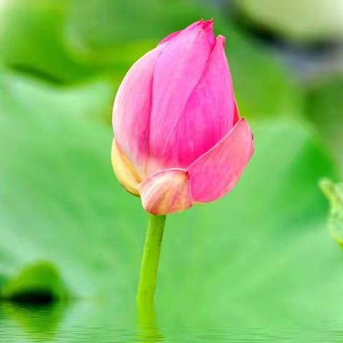 春天，离我们很近