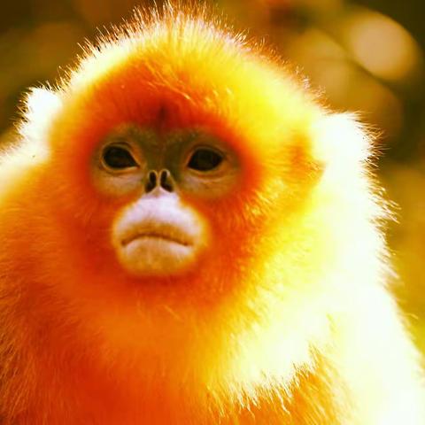 姆姆（短篇小说）