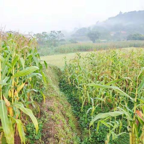 金秋悠悠 收获满满（副本）