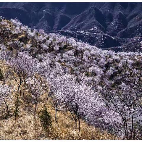 山桃盛开高桥寺