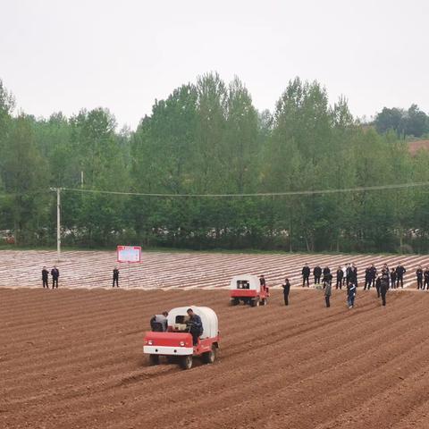 西峡烟草：多措并举助力烟叶移栽