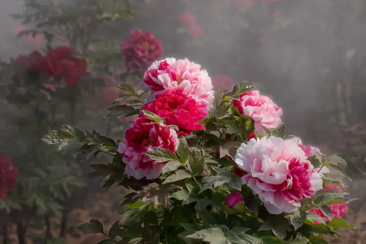 花开富贵牡丹图