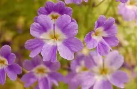 呼吸内科入院宣教