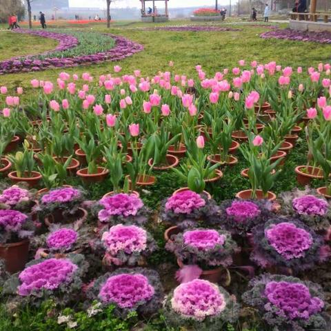 郁金香花海