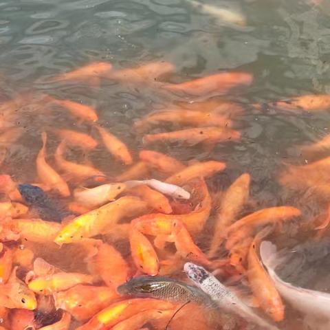 遛娃