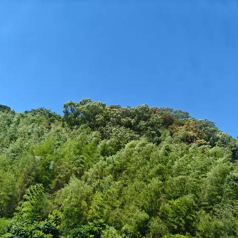 茶叶籽油说明会---寿宁旅行