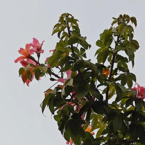 遇见美丽异木棉花开