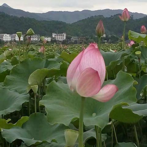 朱子故里，万亩荷塘碧连天