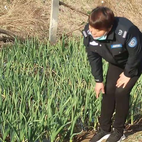 远离毒品 从禁种罂粟做起