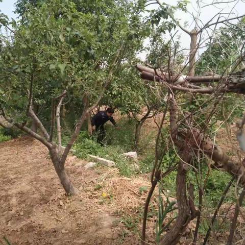 禁种罂粟  抗击疫情