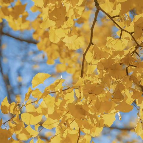 自然秋色🍂与你分享