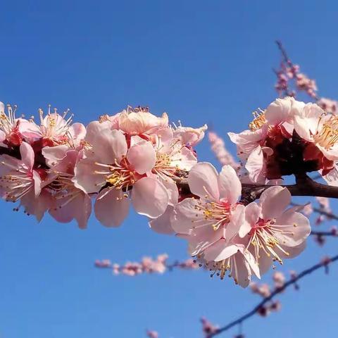 花开正当时，各色花儿竞相开放