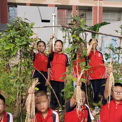 播种航天梦想，见证成长历程——沙岭子实验小学太空种子种植实践活动纪实