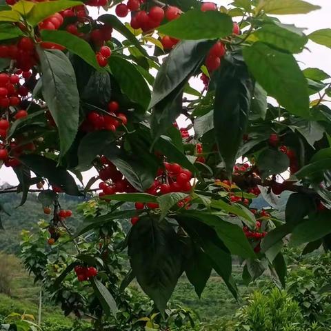 游樱桃园🍒