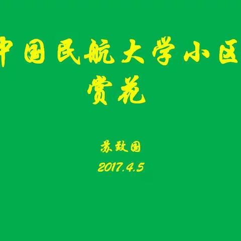 中国民航大学小区赏花 摄影：苏致国孙玉芝苏丽， 2017.4.5