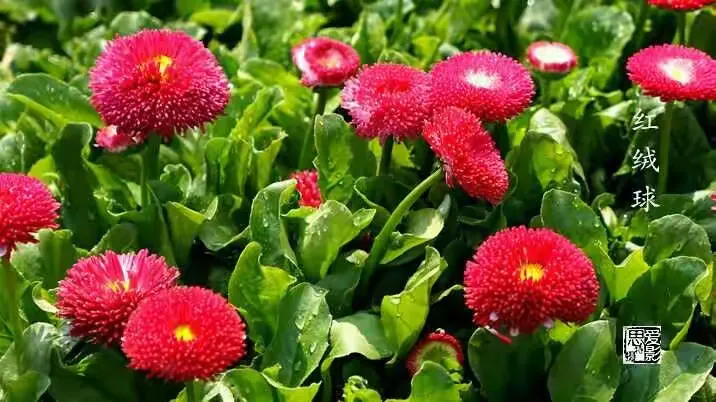 上海植物花卉价格行情