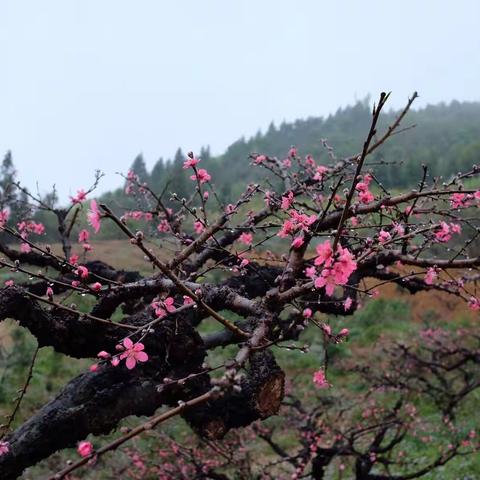 桃树花开惹人醉，瓣香引得蜂蝶来