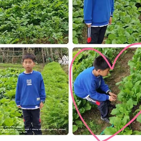 403班尹靖琪—鸡毛菜种植记