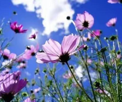 荐读：微小说《格桑花》