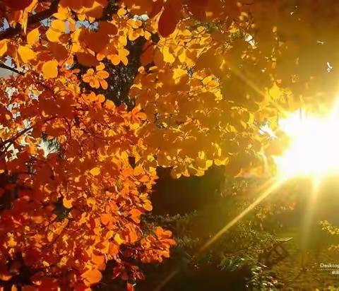 寻秋日之歌，探教研之路          ——熊首山小学2020年下学期第一次教研活动