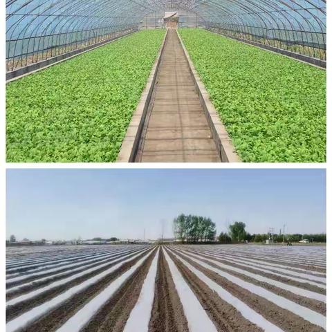 富锦烟叶分公司圆满完成移栽工作
