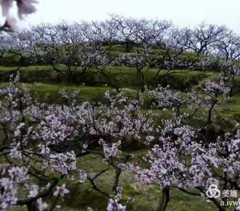 下祝桃花开啦，错过还得等一年