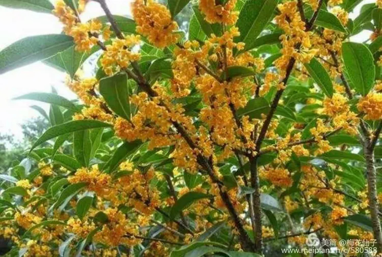 金桂飘香