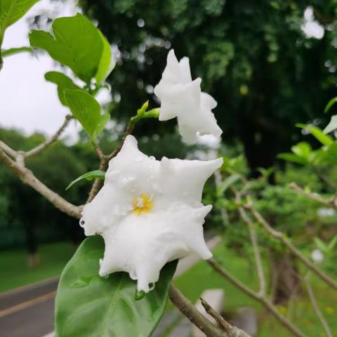 太行鸽子的美篇