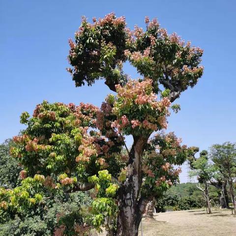 太行鸽子的美篇