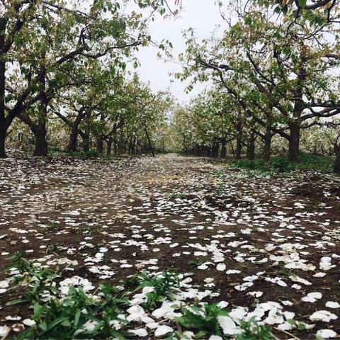 赏花节    雪纷华，舞梨花