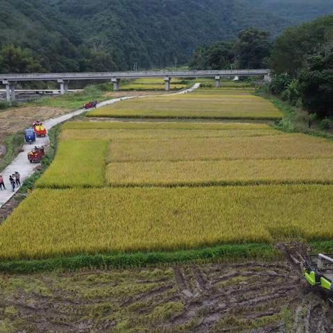 晚稻进入收割季 田间响起“丰收曲”