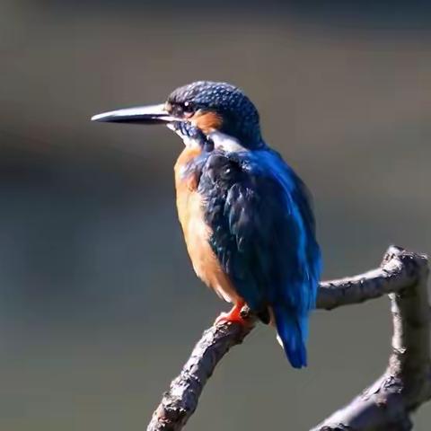 翠鸟