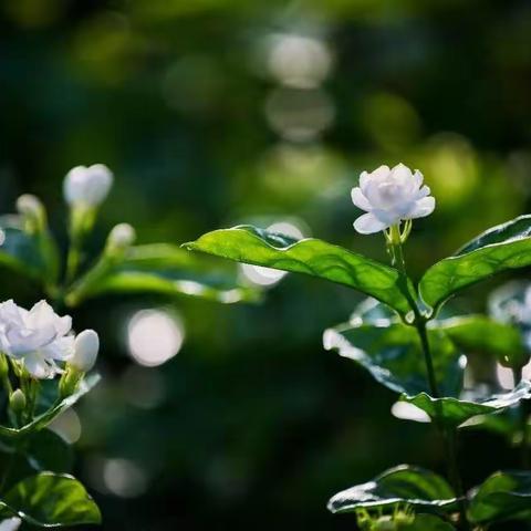 学海无涯，勤学不辍——六小语文中心组杜娟个人总结（三）