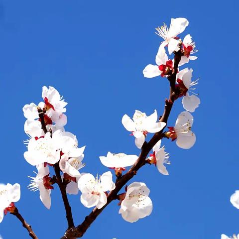 三月的北京 春花盛开