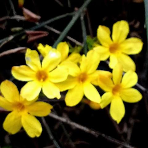 金灿灿的迎春花