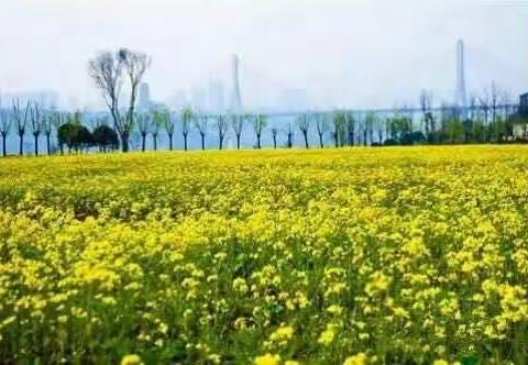 邂逅春天花海-巴滨路茶花广场烧烤