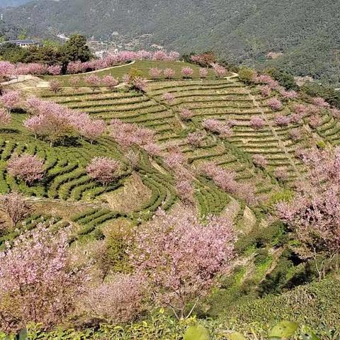 阴那樱花，禅意加持