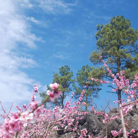 阳春三月 你去哪里看桃花