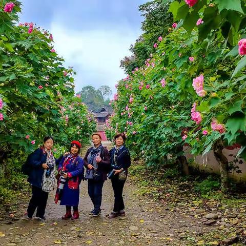 青龙湖观芙蓉花           2021.11.2