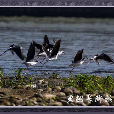 妮念念的美篇  2020年拍摄鸟儿篇（一）