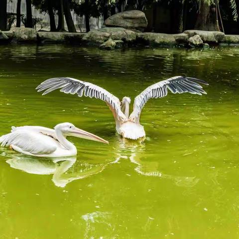 妮念念的美篇  2020年拍摄鸟儿篇（四）