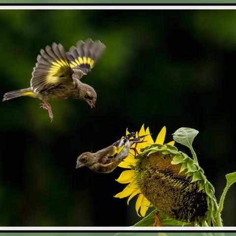 妮念念的美篇  2020年拍摄鸟儿篇（五）