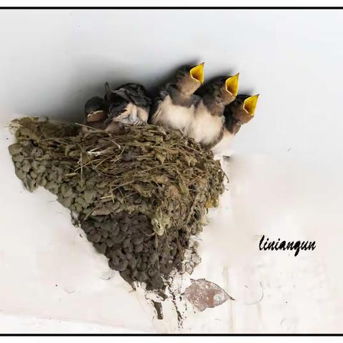 妮念念的美篇  2020年拍摄鸟儿篇（二）