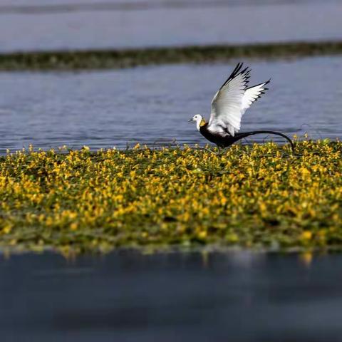 水雉——人称水上凤凰，