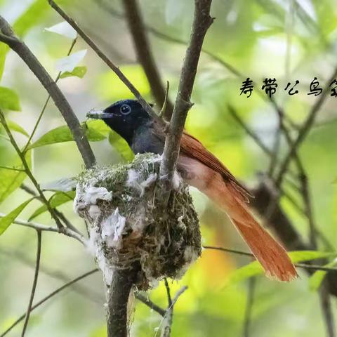 妮念念的美篇  2020年拍摄鸟儿篇（三）