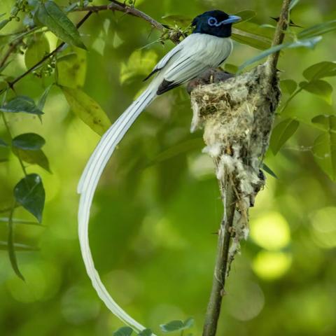 洋县拍摄百寿带鸟