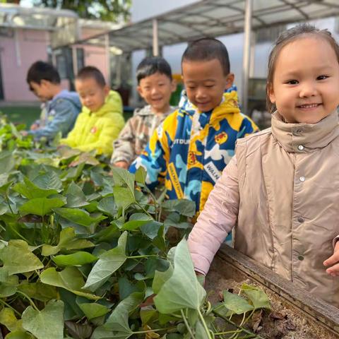 乐在秋天  “薯”我最甜——唐山市第二幼儿园中三班挖红薯活动